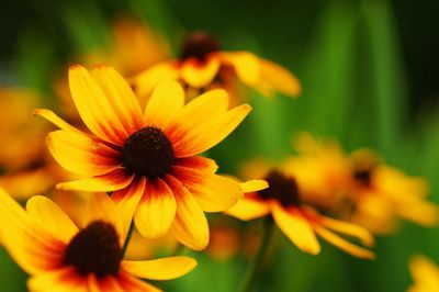 Close-up of yellow flower