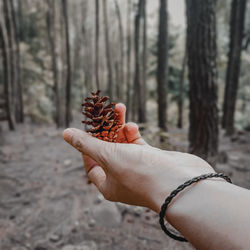 Close-up of hand holding pine cone