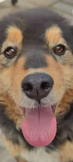 Close-up of dog sticking out tongue