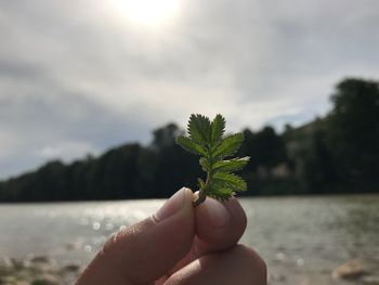 Close-up of hand holding plant against sky