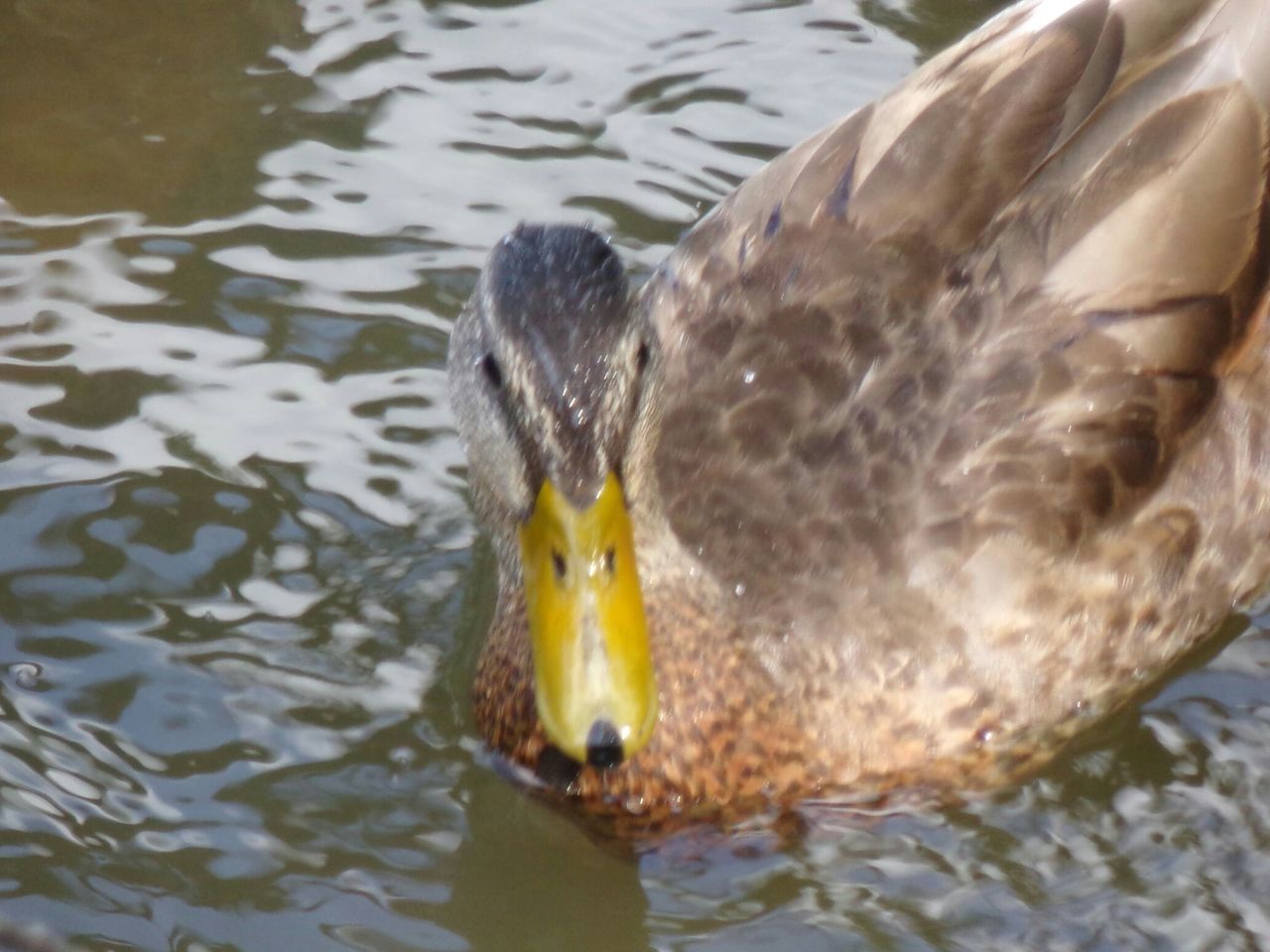 animal themes, animal, one animal, animal wildlife, vertebrate, lake, animals in the wild, water, swimming, bird, no people, waterfront, day, duck, poultry, nature, close-up, water bird, beak