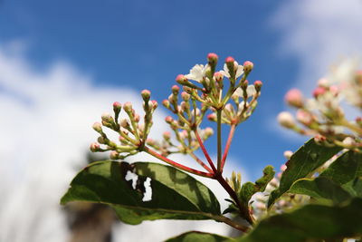 Close-up of flower tree against sky