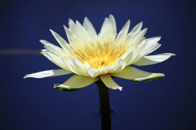 Close-up of white water lily