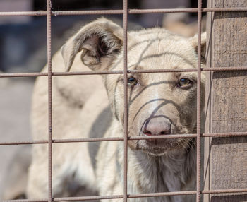 Close-up of pig