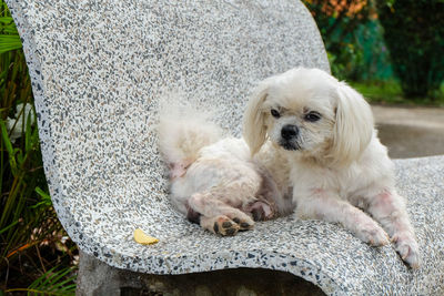 White dog sitting on stone bench in park