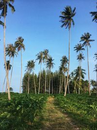 Palm trees on landscape against sky