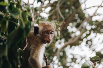 Portrait of monkey sitting on tree