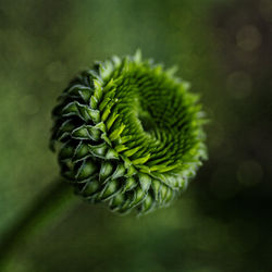 Close-up of fern