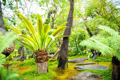 Trees in forest