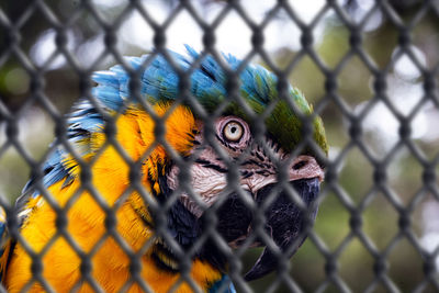 Close-up of bird in cage