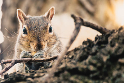 Close-up of squirrel