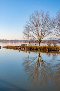 Bare tree by lake against sky