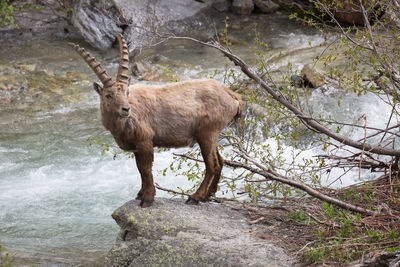 Deer standing on rock in forest