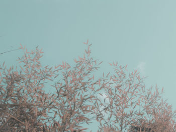 Close-up of plants against clear blue sky