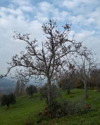 Tree on field against sky