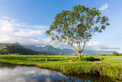 Scenic view of trees on field against sky