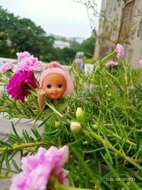 Close-up of pink flowering plants on field