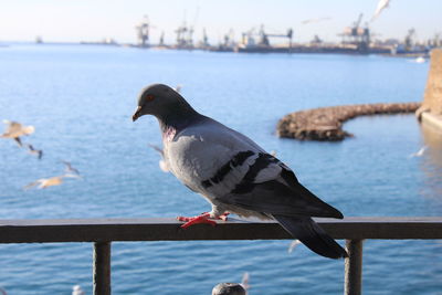 Close-up of seagull perching on railing