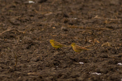 Close-up of a bird on a field
