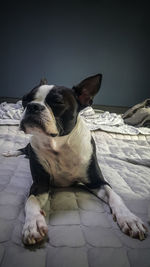 View of a dog resting on bed