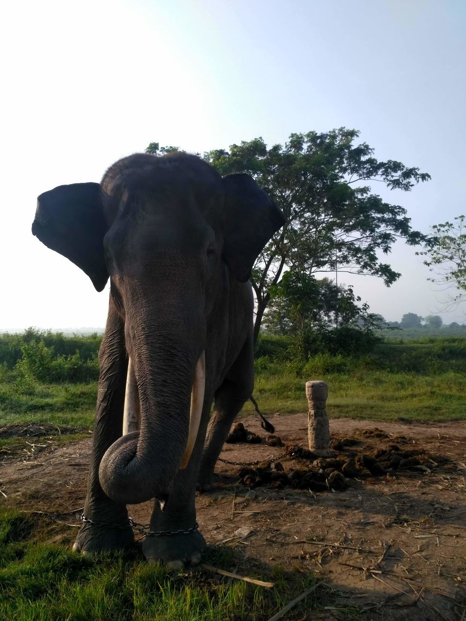 animal themes, animal, elephant, mammal, indian elephant, animal wildlife, one animal, animal body part, plant, wildlife, nature, tree, environment, no people, sky, safari, african elephant, landscape, day, grass, domestic animals, outdoors, full length, land, animal trunk, standing