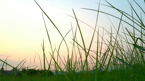 Scenic view of grassy field against sky