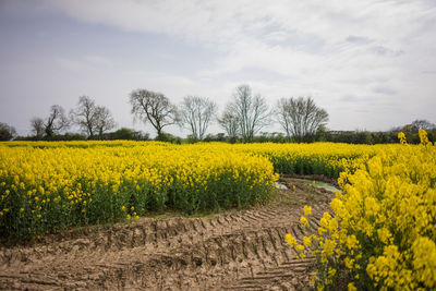 Scenic view of oilseed rape field against sky