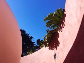 Low angle view of tree against blue sky