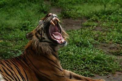 Close-up of a cat yawning