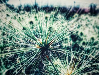 Close-up of dandelion on field