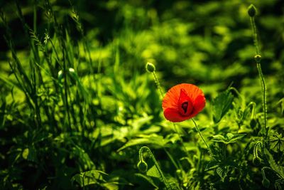 Close-up of red poppy flowers