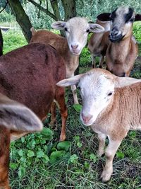 Cows standing on field