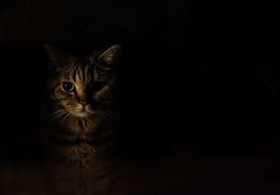 Close-up portrait of cat against black background