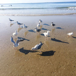 Seagulls on beach