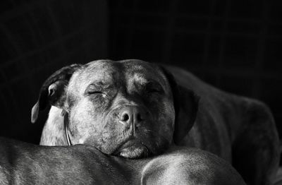 Close-up of dog resting on sofa