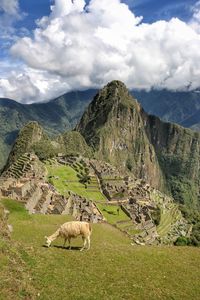 High angle view of alpaca grazing by cliff of mountain