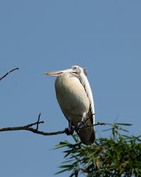 Low angle view of bird perching on branch