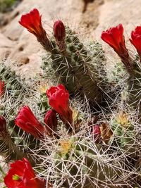Close-up of red cactus growing on field