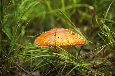 Close-up of mushroom growing in grass