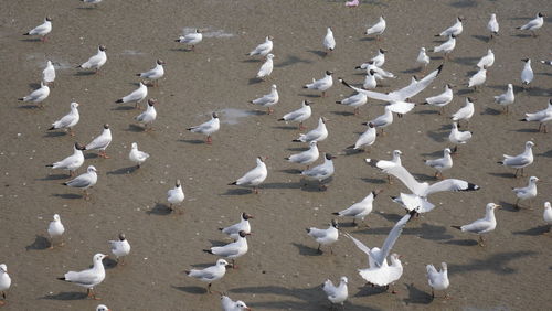 Flock of birds