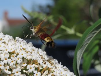 Close-up of bee pollinating flower