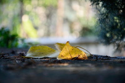 Close-up of maple leaf fallen on tree