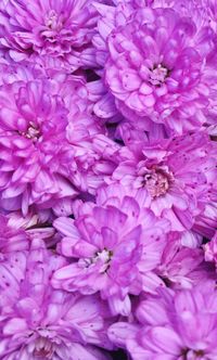 Detail shot of pink hydrangea flowers