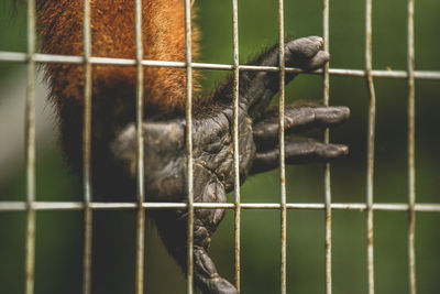 Cropped image of monkey in cage at zoo