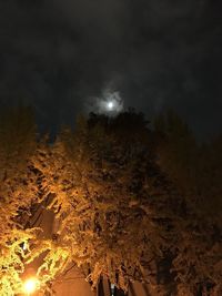 Low angle view of trees against sky at night