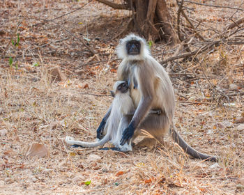 Monkey sitting on field