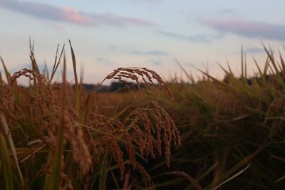 Close-up of stalks in field against sky