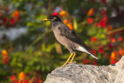 Close-up of bird perching on rock