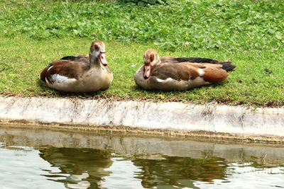 Ducks relaxing in lake