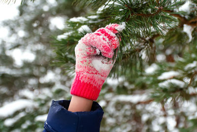 A female hand in a pink winter glove holds a spruce branch. christmas mood. walk in the woods. 